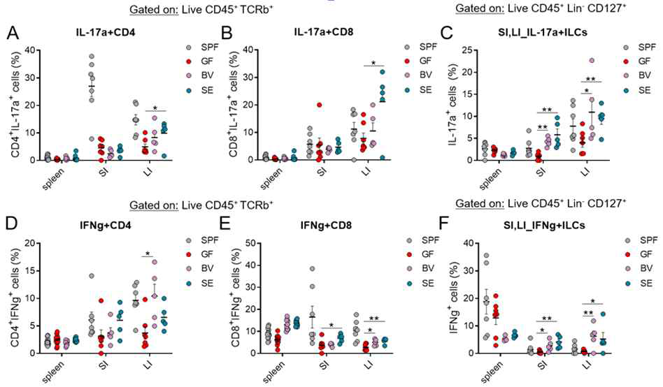 무균 마우스에 mono-colonization을 통한 SE, BV의 소화기 면역 세포 기능 확인. A-C, CD4+-/CD8+-T cells, ILC 세포에서 IL-17a 발현 확인. D-F, CD4+-/CD8+-T cells, ILC 세포에서 IFN-γ 발현 확인