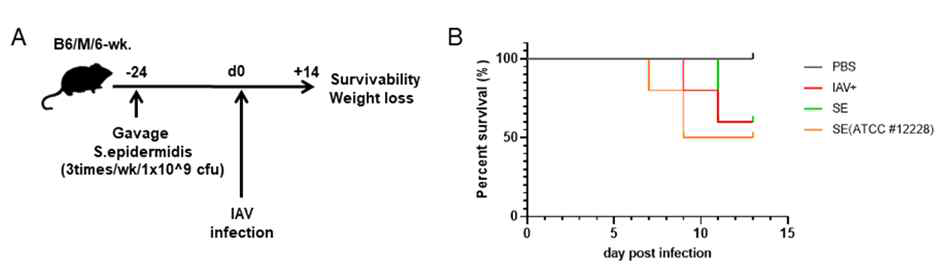 SE에 의한 바이러스 감염 억제 영향 확인. A. 감염 모델 실험 모식도 B. 인플루엔자 감염 모델에서의 SE에 대한 생존률 비교 결과