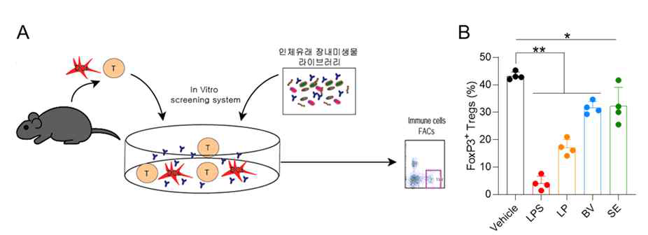 Strain 수준 공생미생물의 면역 조절 능력 평가 시스템. A, 면역 조절 능력 평가 시스템 모식도. B, co-culture 후 FACs 분석을 통한 공생미생물의 Treg 분화에 미치는 영향 확인