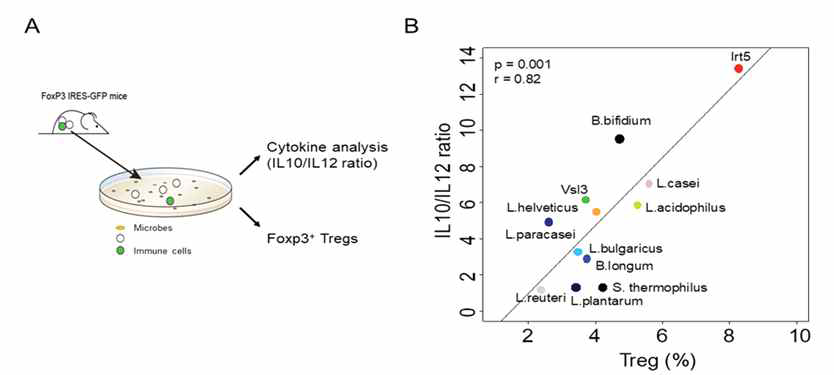 IRT5 공생미생물선별 모식도 및 결과 A. FOXP3-IRES-GFP 마우스를 이용한 공생 미생물 평가 시스템 B. 공생미생물에 대한 항염증 및 염증 사이토카인발현 정도 확인