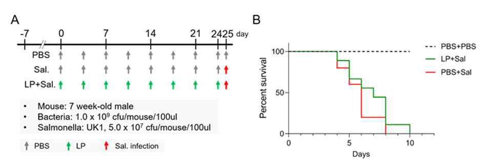 LP에 의한 salmonella 감염 억제 영향 확인. A, 감염 마우스 실험 디자인 B, 생존률 비교