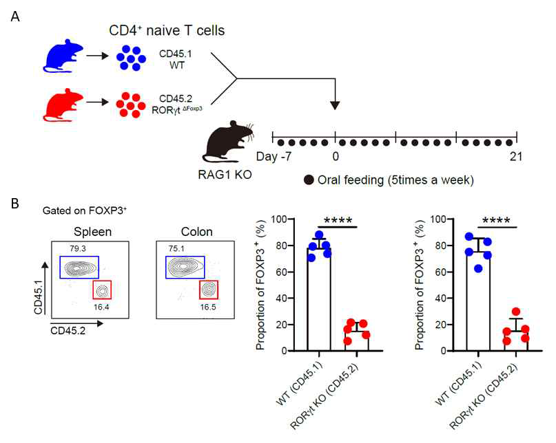 A. WT 및 RORγt flox/Foxp3 cre 마우스, RAG1 KO 마우스를 이용한 실험 모식도 B. IRT5를 경구 투여한 모델에서 각각의 마우스로부터 이식된 T세포의 항염증 효능을 검증한 결과