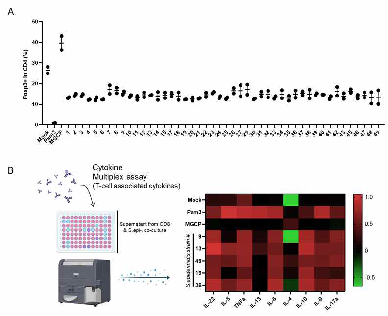 in vitro screening 결과 A. Treg 수준 확인 B. T세포 조절 사이토카인의 변화 확인 결과