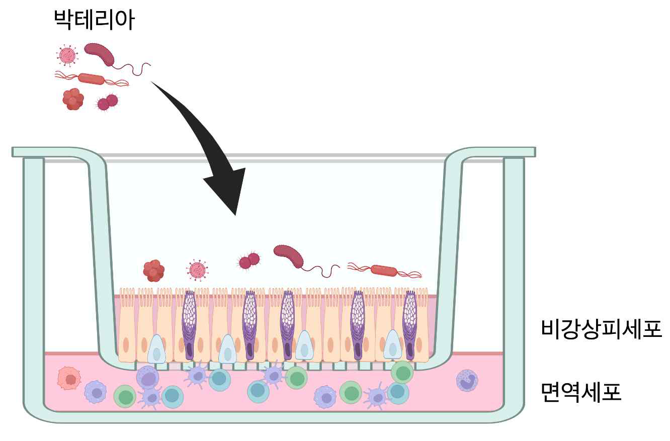 면역세포-박테리아-상피세포 공배양 시스템 모식도