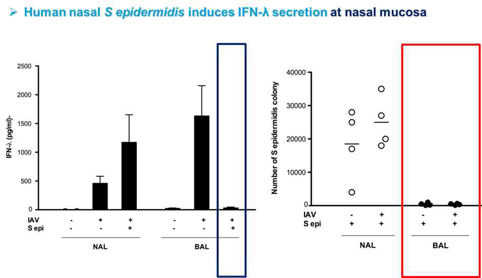 S. epidermidis를 비강 점막에 처치하는 경우 interferon-lambda의 발현이 특히 폐 조직에서 증가하는 결과
