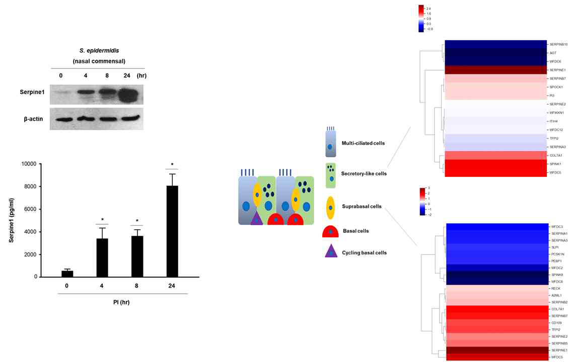 S. epidermidis에 의해 host의 호흡기 상피에서 분비되는 Serpine1의 발현 기전에 대한 single cell RNA-sequencing data