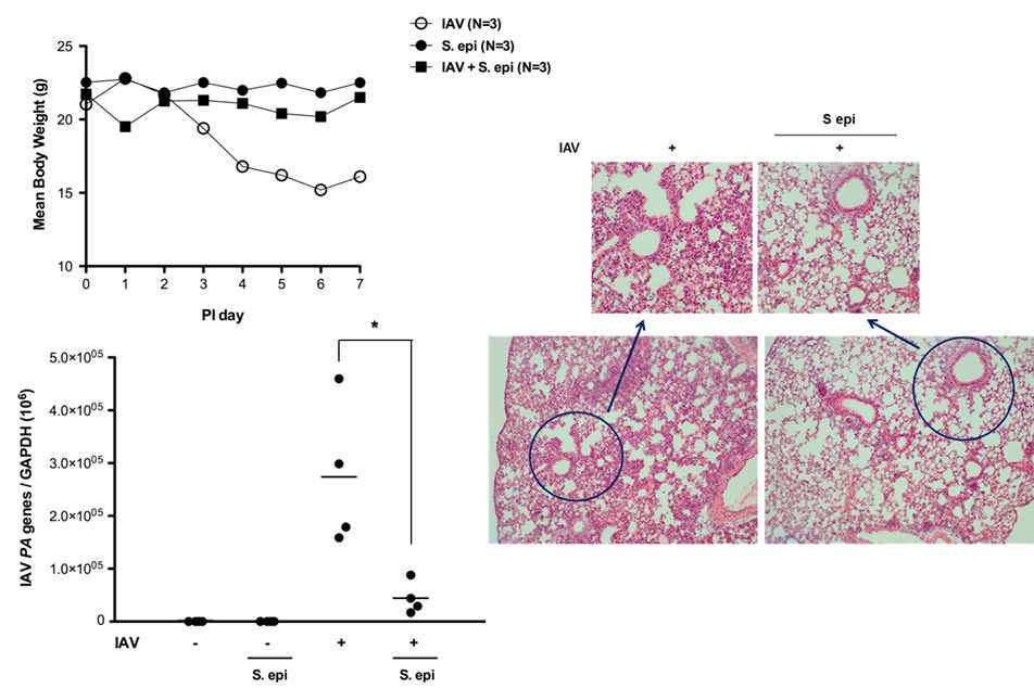 사람에서 추출한 Staphylococcus epidermidis가 인플루엔자 바이러스의 증식을 억제하고 동물 모델에서의 바이러스성 폐감염을 억제시킬 수 있음을 증명함