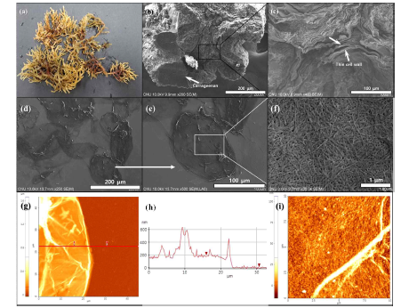 홍조류 (Euchema Cottonii) 의 형태 (a) 및 단면의 현미경 사진 (b)(c), Eucheuma Cottonii 로부터 추출된 셀룰로오스 판상 섬유의 현미경 사진 (d)(e)(f) 과 AFM 결과 (g)(h)(i)
