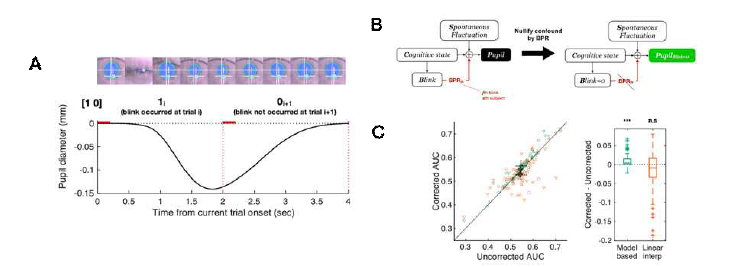 (A) 눈 깜박임에 동반되는 동공 반응(BPR)의 실제 측정 영상 사진과, 계측된 시간 에 따른 동공 크기 변화. (B) 동공 측정에 영향을 미치는 요소에 대한 모형과, 눈 깜박임의 영향을 보정했을 때의 가설적 모형. (C) 시각 자극에 대한 지연 보고 과제에서 인지적 조건 에 따른 효과 차이를 통계적으로 검정했을 때에, 기존 방법(Linear interp.) 에 비해 제안한 방법(Model based) 이 검정력을 개선시킴