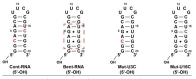 Bent RNA와 mutant RNA의 2차 구조