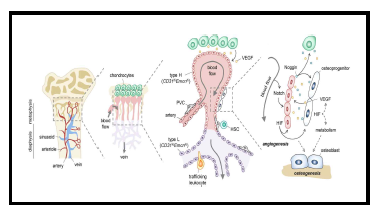 Type H 혈관과 골전구세포와의 상호작용