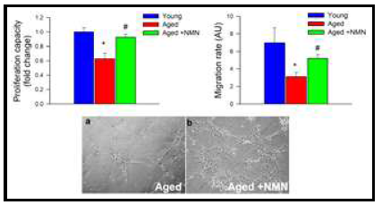 NMN 처리에 따른 혈관 신생능 증가
