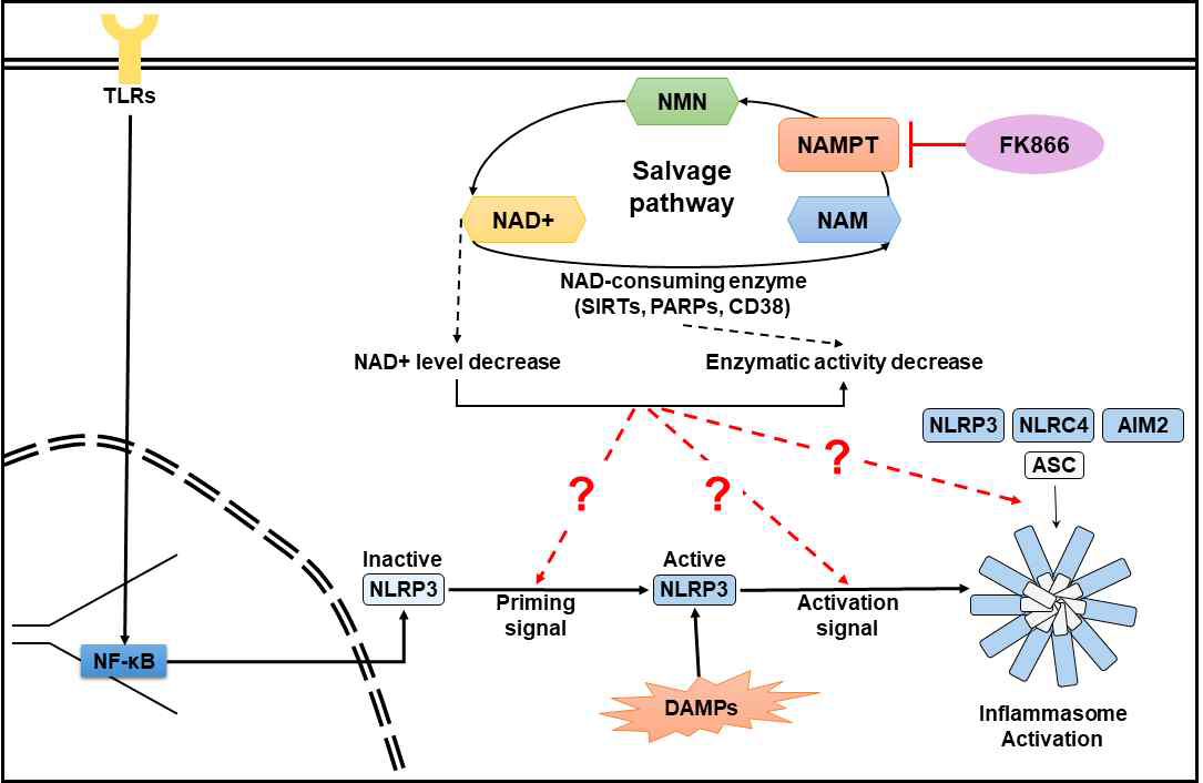 세포 내 NAD+ 감소와 인플라마좀 활성과의 상관관계