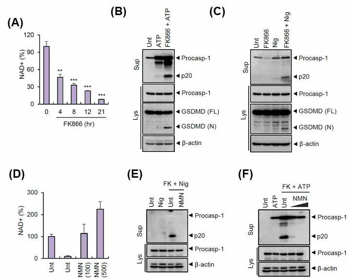 세포 내 NAD+ 감소에 의한 priming을 통한 인플라마좀 활성화