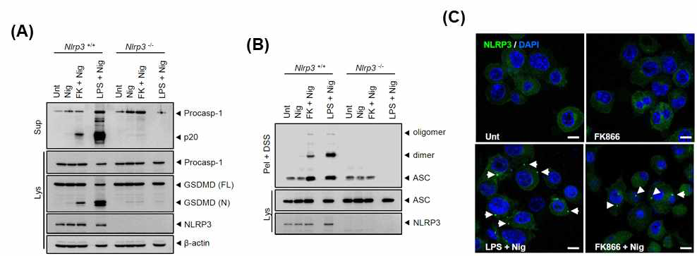 세포 내 NAD+감소에 의한 NLRP3 인플라마좀 활성