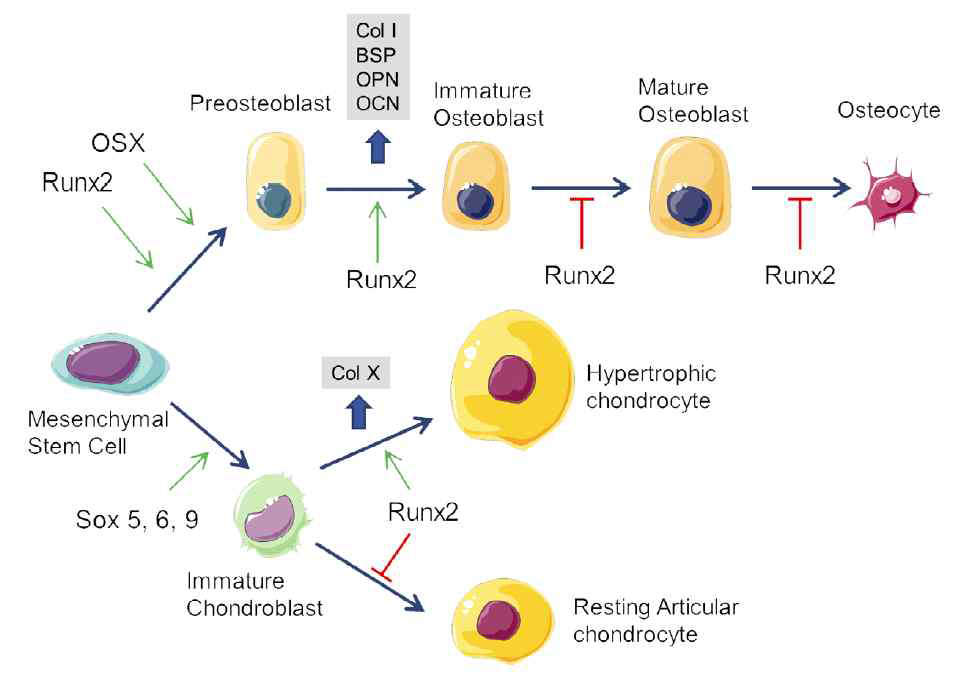 Runx2의 조골/연골세포 분화조절