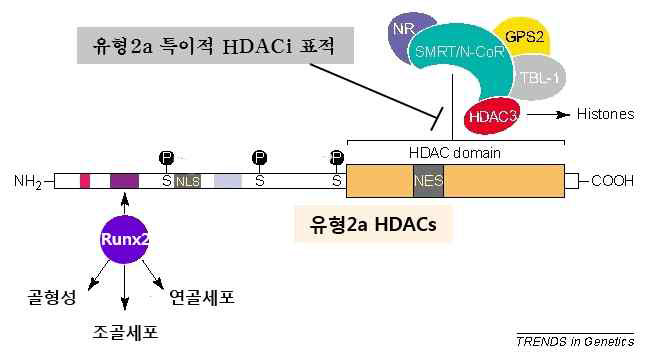 Runx2에 의한 전사억제 기전