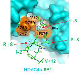 HDAC4와 SP1 펩티드의 결합구조