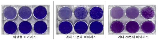 야생형 및 계대 바이러스의 plaque assay