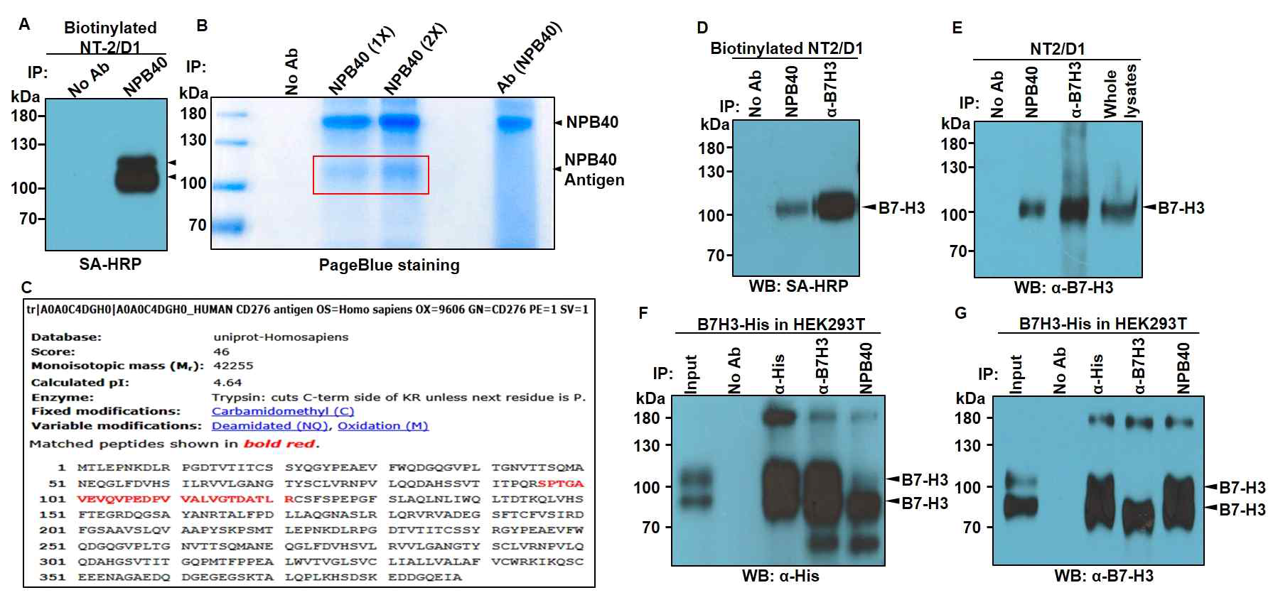 NPB40이 인식하는 항원 동정 및 검증. (A) NT2/D1 용출액에서 NPB40을 사용하여 면역 침강시킨 단백질을 Western blotting후 streptavidin-HRP (SA-HRP)로 분석한 그림. (B, C) A와 동일하게 면역 침강을 수행하고 SDS-PAGE를 통해 분석하고 빨간 상자 내부의 단백질을 오려내서 LC-MS/MS를 수행함. NPB40 항원서열이 B7-H3의 아미노산 서열과 일치하는 부분을 빨간색으로 표시함. (D, E) NT2/D1 세포 용출액에서 NPB40과 α-B7-H3로 면역 침강한 단백질을 Western blotting을 수행하여 SA-HRP, α-B7-H3로 검출한 것임. (F, G) NT2/D1 세포 용출액에서 anti-His, α-B7-H3, NPB40으로 면역 침강한 단백질을 Western blotting을 수행하여 anti-His, α-B7-H3로 검출한 것임