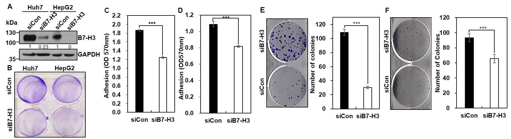 간암세포주에서 B7-H3의 부착능, 생존, 성장에 미치는 영향 분석. (A)간암세포주 Huh7, HepG2,에서 B7-H3 Knockdown 실험. (B) B7-H3 Knockdown후 siCon 또는 siB7-H3를 처리한 간암세포를 젤라틴이 코팅된 plate에 반응시켜서 부착 정도를 분석한 그림으로 부착한 간암세포를 crystal violote염색한 사진. (C) Huh7 간암세포주에서 B와 동일한 실험 후 0.1% SDS로 세포를 용출하여 OD570nm에서 흡광도를 반복측정하여 통계 처리한 것 (D) HepG2 간암세포주에서 동일한 실험 후 통계 처리한 그림. *** p value<0.005. (E, F) Clonogenic survival assay. siCon 또는 siB7-H3를 처리하여 B7-H3 Knockdown을 수행한 한 간암세포 Huh7 (E), HepG2 (F) 세포를 단일세포화 하여 6-well 플레이트에 접종하여 2주간 배양하여 형성된 콜로니를 crystal violot 용액으로 염색한 사진으로 그래프는 동일실험을 3회 반복하여 콜로니의 수를 분석하여 콜로니 형성 능력을 통계적으로 비교한 그래프. *** p value < 0.005
