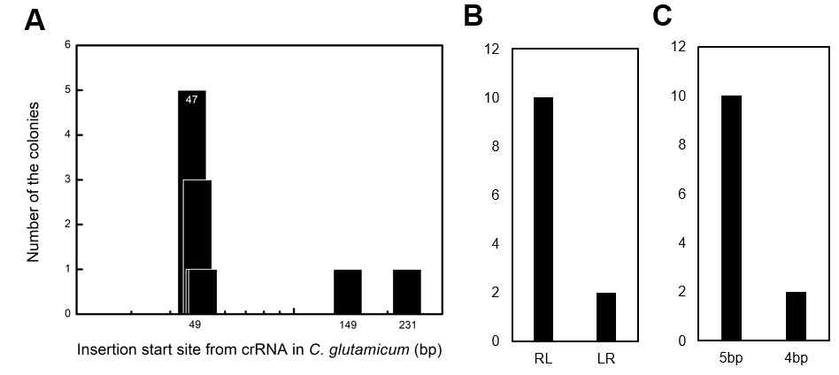 코리네박테리움에서 CRISPR-Tn으로 삽입 시작 위치(A)와 삽입된 DNA 방향(B), 삽입 위치 DNA 중복 양상(C) 분석