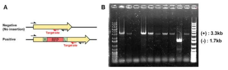 코리네박테리움 타겟 위치에 적색형광단백질 유전자 삽입 검증
