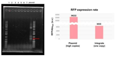 RFP를 가지고 있는 pINTEGRATE_Donor 플라스미드가 큐어링 된 모습 (좌) 플라스미드와 유전체 내부에서 RFP 발현양을 비교한 그래프 (우)