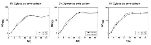 The xylAB가 유전체 내부에 삽입된 코리네박테리움 돌연변이 균주와 xylAB를 플라스미드 형태로 발현시키는 균주의 생장 비교