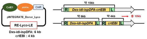 10kb급 유전자 삽입을 위한 외래 유전자 설계