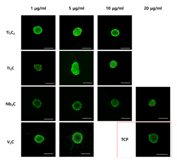 MXene의 첨가 조건(조성, 농도) 별 3일차 Live and Dead Assay 결과