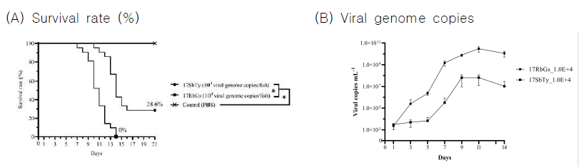 (A) Survival rates (%) and (B) viral genome copies of rock breams after intraperitoneal injection with the two RSIV isolates