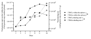 Viral shedding ratio and viral genome copy number of the spleen after infection with two red sea bream iridovirus (RSIV) isolates