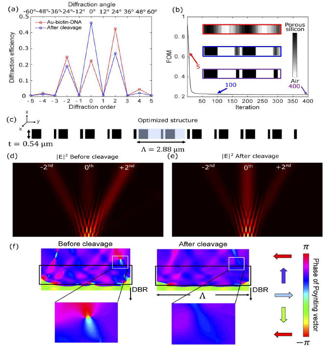 Optimization of a porous silicon biosensor via inverse design at 600 nm wavelength with a 1D grating structure. (a) Diffraction efficiency of the optimized device at 600 nm wavelength. The target order diffraction shows 42 % (before cleavage) and 47 % (after cleavage). (b) Evolution of the figure of merit (2) as a function of the number of design iterations. The inset figures shows an intermediate structure in the inverse design iteration. (c) The optimized structure showing the 1D grating design of the porous silicon structure. The period of the structure is 4.8 λ long (2.88 μm) and thickness is 0.9 λ (0.54 μm). E-field intensity profile under the unfocused Gaussian beam incidence before cleavage (d) and after cleavage (e). (f) The phase distribution of the Poynting vector features a few vortex pairs across the designable region (black solid line). The colored arrows indicate the direction of the local powerflow for each corresponding color