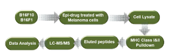 The workfow for identification of MHC class I/II peptide