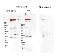 MHC class I/II clone의 Ab의 확인