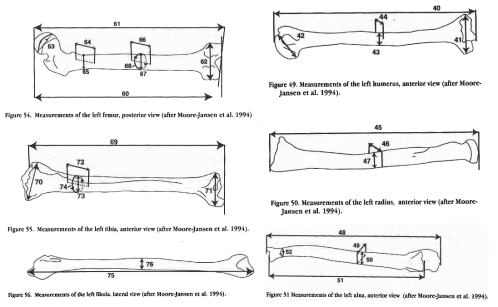 팔다리뼈의 계측항목 (from Arkansas archeological survey research series No.44)