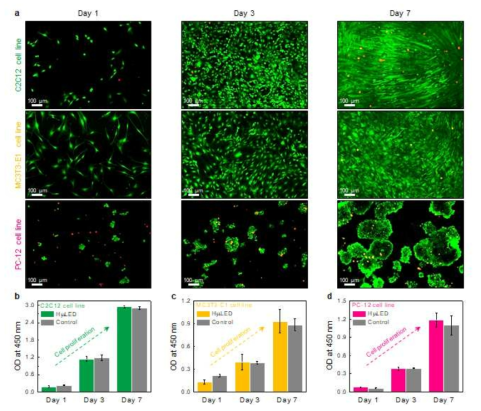 (a) 근육(C2C12), 뼈(MC3T3-E1) 및 뉴런(PC-12) 세포라인의 LIVE/DEAD 분석 결과. (b) C2C12, (c) MC3T3-E1 및 (d) PC-12 세포라인에서 시간에 따른 세포 성장량 비교