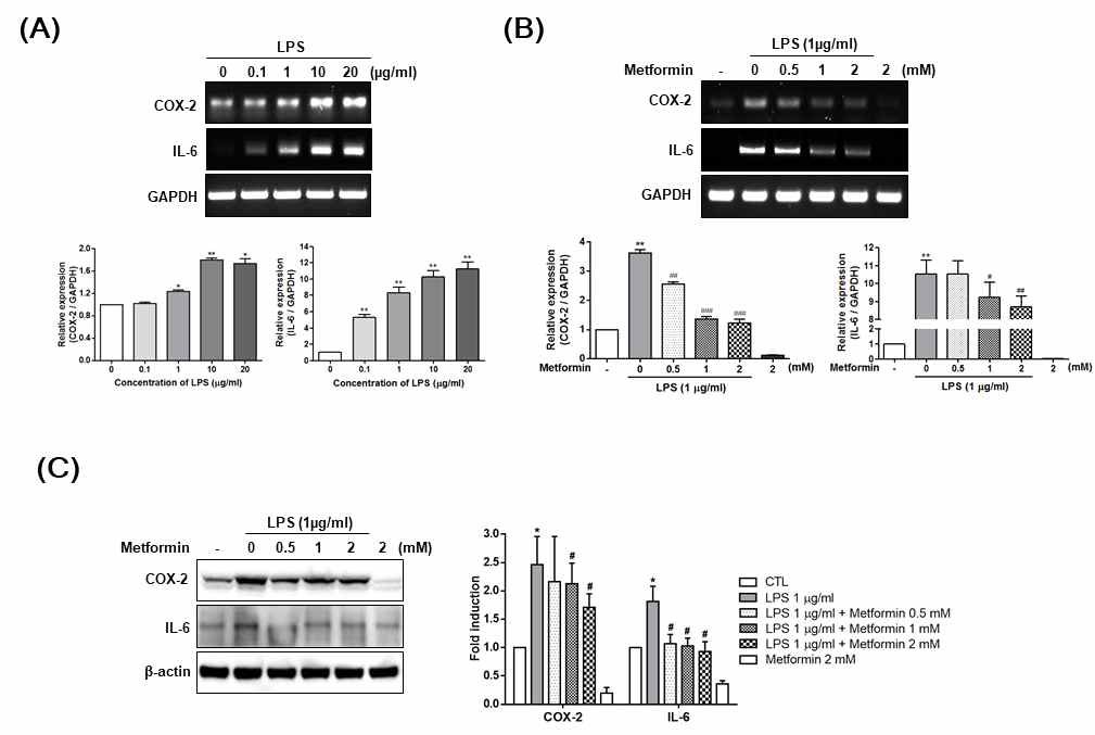 Effect of metformin on the expression of COX-2 and IL-6 in LPS-stimulated HDPCs. (A) Cells were treated with 0.1, 1, 10 and 20 μg/ml LPS for 24 hours, and the mRNA levels of COX-2 and IL-6 were measured using RT-PCR. (B) Cells were treated with 0.5, 1 and 2 mM metformin in the presence of 1 μg/ml LPS for 24 h, and the mRNA levels of COX-2 IL-6 were measured using RT-PCR. (C) Cells were treated with 0.5, 1 and 2 mM metformin in the presence of 1 μg/ml LPS for 24 h, and the protein levels of COX-2 and IL-6 were determined using Western blot analysis. Densitometry analysis is presented as the relative ratio to GAPDH or β-Actin. The data are represented as the mean ± SD from triplicate independent experiments. *p < 0.05, **p < 0.01 vs. the untreated cells. #p < 0.05, ##p < 0.01, ###p < 0.001 vs. the LPS-treated cells