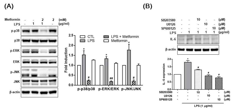 Effect of metformin on MAPK pathway in LPS-stimulated HDPCs. (A) Cells were treated with 2 mM metformin in the presence of 1 μg/ml LPS for 24 h. Phosphorylation levels of p38, ERK1/2 and JNK in whole cell lysates was determined by Western blot analysis. (B) Cells were treated with MAPK inhibitors prior to LPS (1 μg/ml) treatment for 24h, and the protein expression of IL-6 was detected by Western blot analysis. The data are represented as the mean ± SD from triplicate independent experiments. *p < 0.05 vs. the untreated cells. #p < 0.05, ##p < 0.01 vs. the LPS-treated cells