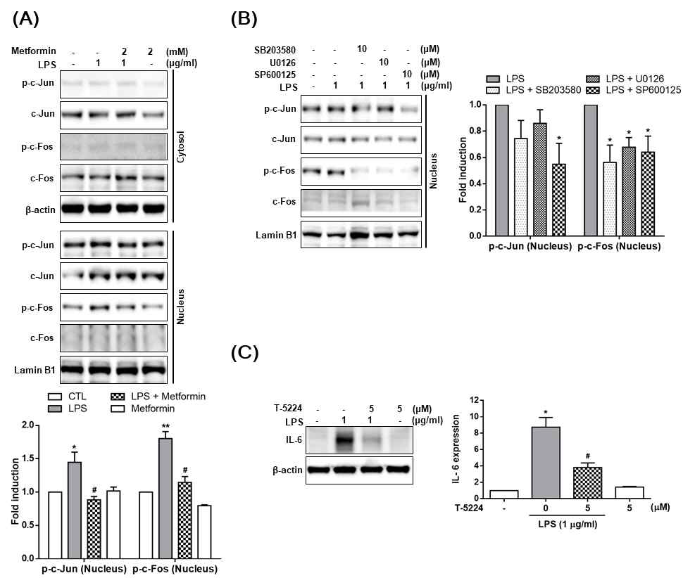 Effect of metformin on translocation of p-c-Jun and p-c-Fos in LPS-treated HDPCs. (A) Cells were cultured 2 mM metformin in the presence of 1 μg/ml LPS for 24 h. The phosphorylation levels of c-Jun and c-Fos in cytosolic or nuclear fraction were measured by Western blot analysis. (B) The phosphorylation levels of c-Jun and c-fos in nuclear fraction were measured by Western blot analysis in LPS (1 μg/ml)-treated HDPCs with MAPK inhibitors for 24h. (C) Cells were treated with 5 μM T-5224 (AP-1 inhibitor) prior to LPS (1 μg/ml) treatment for 24h, and the protein expression of IL-6 was detected by Western blot analysis. The data are presented as mean ± SD from triplicate independent experiments. *p < 0.05, **p < 0.01 vs. the untreated cells. #p < 0.05 vs. the LPS-treated cells
