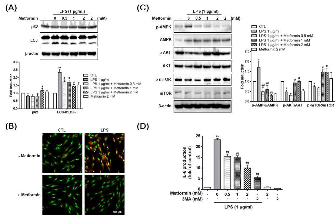 Effect of metformin on autophagy in LPS-treated HDPCs. (A) Cells were cultured in 0.5, 1 and 2 mM metformin in the presence of 1 μg/ml LPS for 24 h. Cell lysates were subjected to Western blot analysis using anti-p62 and LC3 antibodies. (B) HDPCs were stained with Acridine orange (1 μg/ml) and then visualized by a confocal microscope. Scale bar, 100 μm. (C) Cells were treated with 0.5, 1 and 2 mM metformin in the presence of 1 μg/ml LPS for 24 h. Phosphorylation levels of AMPK, AKT and mTOR in whole cell lysates was determined by Western blot analysis. (D) Cells were treated with 0.5, 1 and 2 mM metformin or 5 mM 3MA in the presence of 1 μg/ml LPS for 24 h, and the production of IL-6 was measured by ELISA kit. The data are presented as mean ± SD from triplicate independent experiments. *p < 0.05, **p < 0.01 vs. the untreated cells. #p < 0.05, ##p < 0.01 vs. the LPS-treated cells