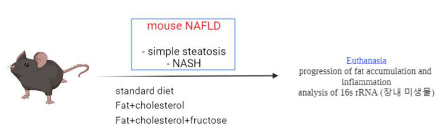 schematic overview of experimental design (3 months fat+cholesterol feeding and fat+cholesterol+fructose diet feeding)