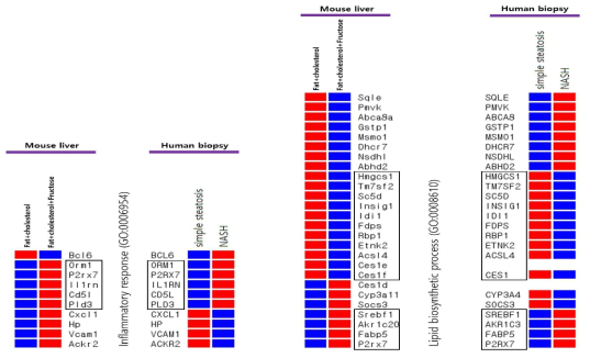 Average z-score에 의한 Heatmap을 사용하여 마우스와 인간 사이의 RNA 발현을 비교. 보고된 인간 유전자 온톨로지에 포함되지 않거나 발현되지 않은 유전자를 제외하고 분석에서 동일한 유전자 목록을 비교. 네모 상자 안의 유전자는 마우스와 인간 간에 동일한 발현 경향을 보인 유전자는 box로 표시