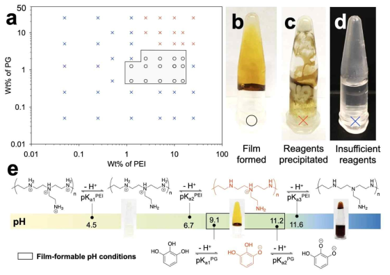 (a) 파이로갈롤/폴리에틸렌이민의 농도 비율에 따른 필름 형성 여부 (b) 성공적 필름 형성의 예 (c) 과도한 농도로 인한 젤화 (d) 부족한 농도로 인해 필름 형성 억제 (e) pH에 따른 필름 형성 여부