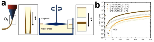 파이로갈롤/폴리에틸렌이민 배합에 따른 필름 형성과정의 계면유변학적 검증 (a) 실험 세팅 모식도 (b) time-sweep에 따른 필름의 상전이 과정 관측