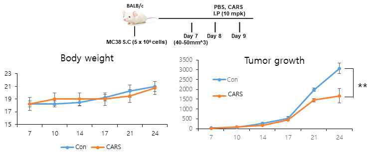 syngeneic mouse model을 이용한 CARS1 CARS1 IP injection 시 나타나는 항암 효능 확인-2