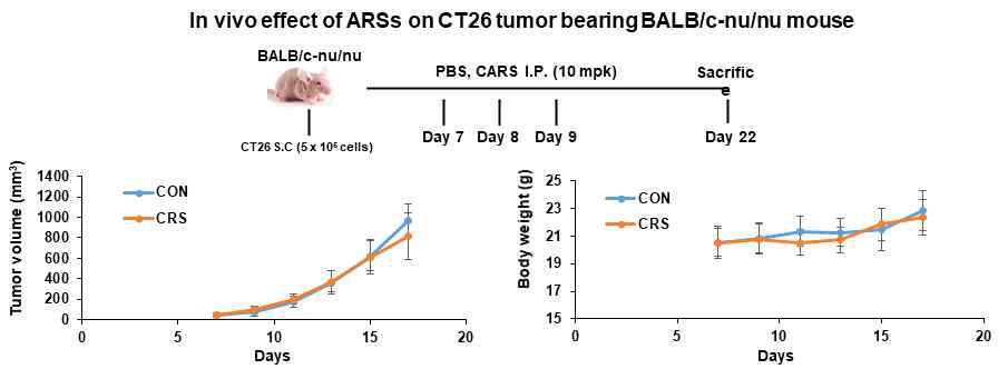 nude mouse를 이용한 CARS1의 항암 효능 확인