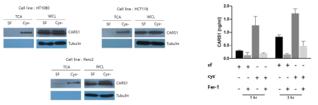 cell line을 이용한 CARS1 secretion 확인 (왼쪽:WB, 오른쪽:ELISA)