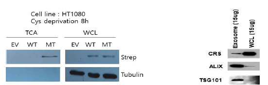 non-cysteine 결합 mutant를 이용한 CARS1 secretion 확인 및 exosome 내 CARS1 확인